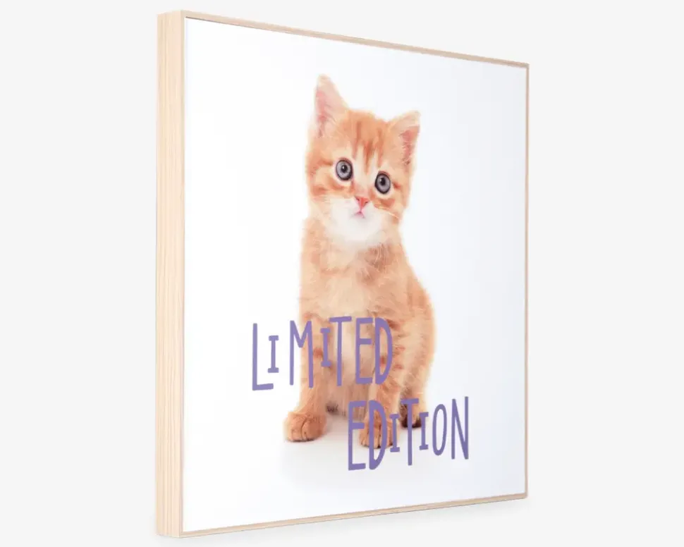 Billede kitten - Limited edition