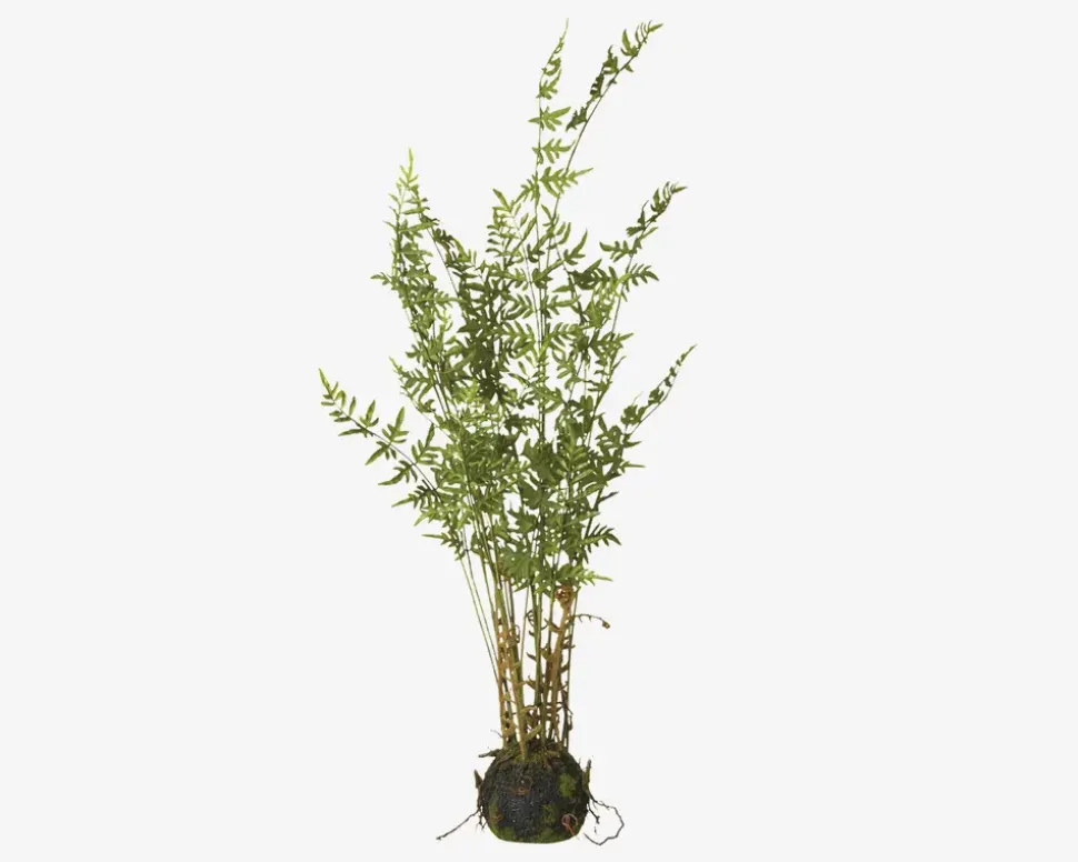 Plante Bambus M.Rod H.90cm
