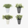 Plante i potte ass H.24 cm