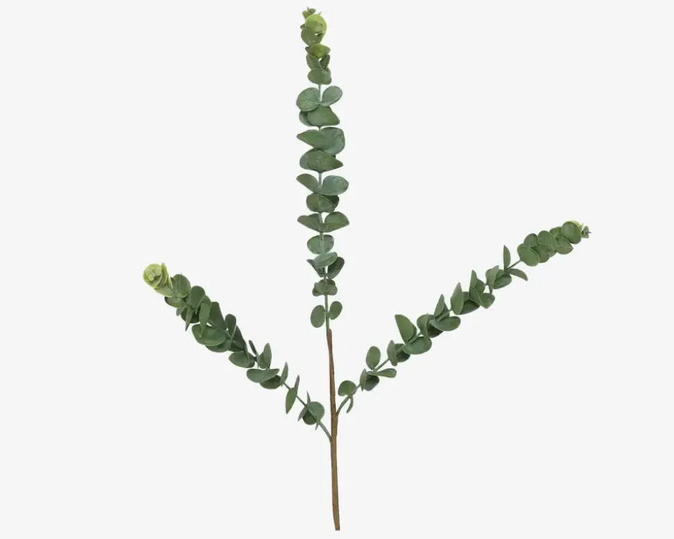 Stilk Eucalyptus Grøn H.70 cm