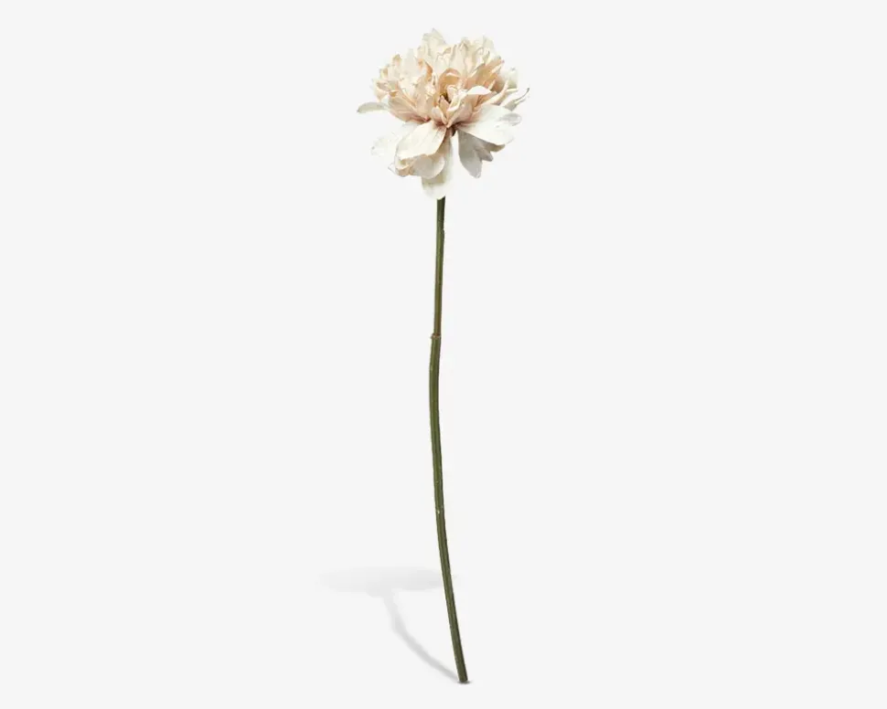 Stilk Georgine Cream H.66 cm