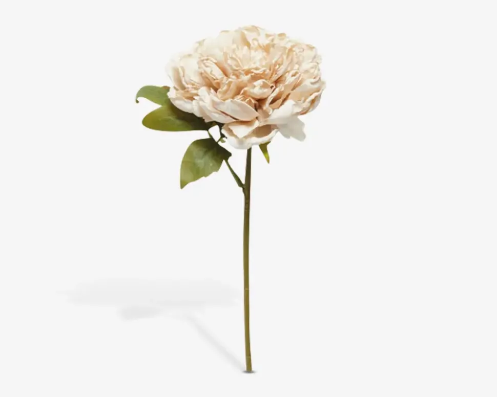 Stilk Pæon Lyserød H.30 cm